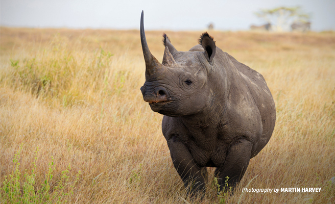 Photo of lone adult black rhino browsing in open savanna grassland