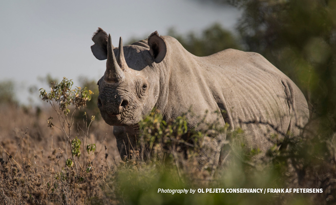 Photo of black rhino browsing at Ol Pejeta Conservancy in Kenya Photo of black rhino browsing at Ol Pejeta Conservancy in Kenya