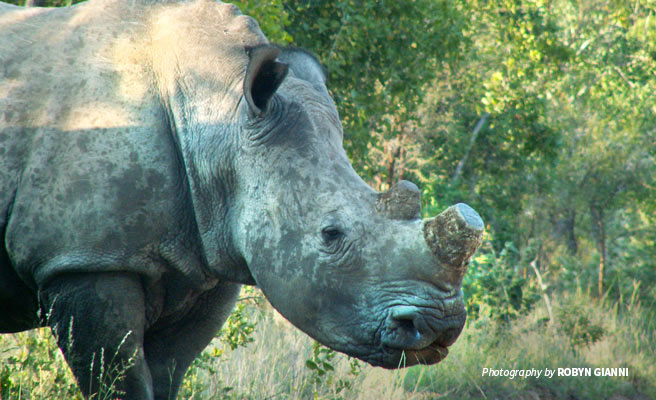 Photo of dehorned rhino in South Africa 