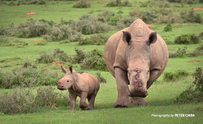 Photo of rhino with poaching scar and her calf in South Africa Photo of rhino with poaching scar and her calf in South Africa