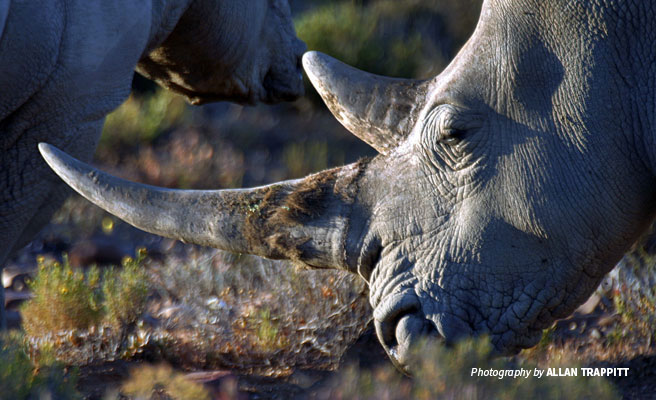 Close-up of grazing rhino showing full horns 