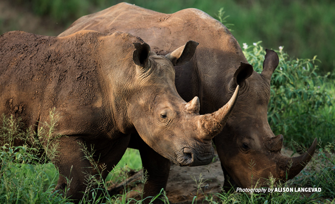 Close-up photo of two white rhinos grazing in grassy savanna