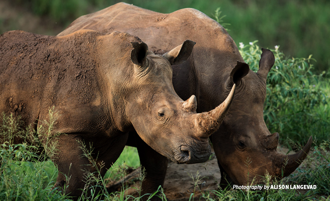 Close-up photo of two white rhinos grazing in grassy savanna Close-up photo of two white rhinos grazing in grassy savanna