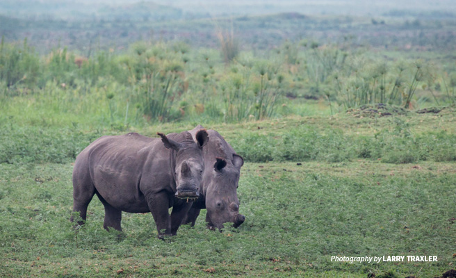 Photo of two white rhinos grazing in open savannah grassland in Botswana