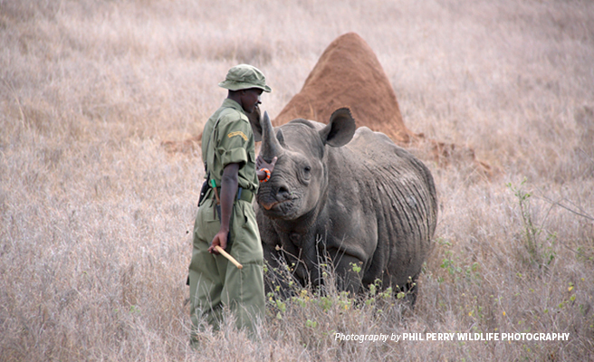 Photo of wildlife protection ranger with black rhino in African savanna grassland