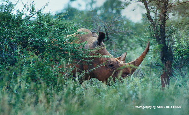 Close-up photo of a rhino grazing in tall shrubland in South Africa