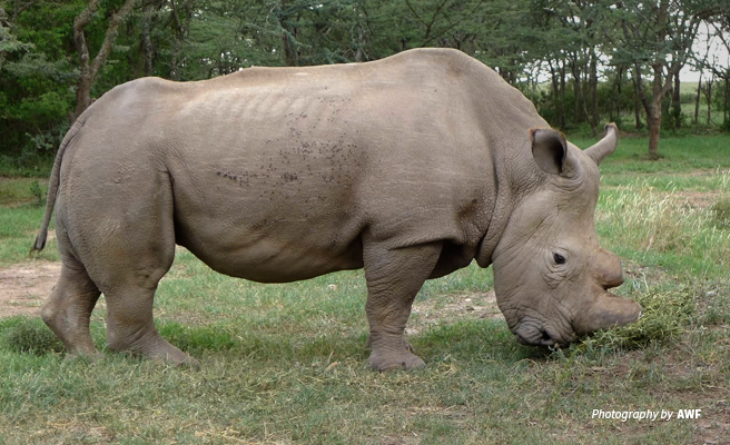 Remembering Sudan: What the loss of the last male northern white rhino  means for all of Africa's rhinos | African Wildlife Foundation
