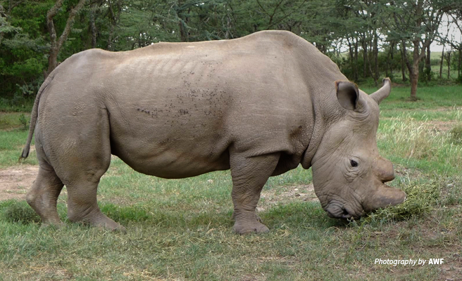 Photo of the last male northern white rhino in Ol Pejeta Conservancy in Kenya