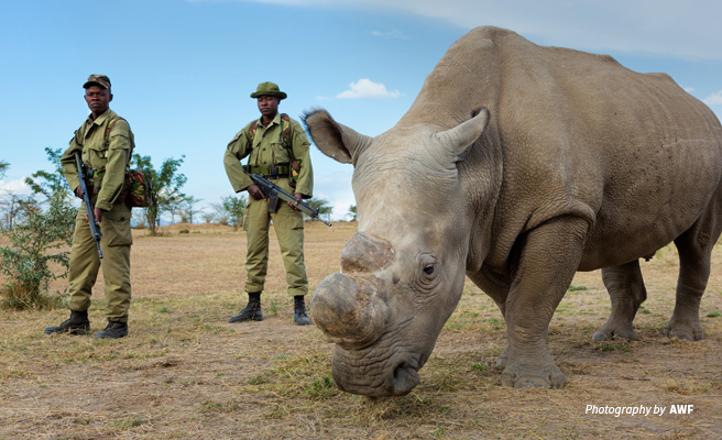Photo of the last male northern white rhino in Ol Pejeta Conservancy under armed protection Photo of the last male northern white rhino in Ol Pejeta Conservancy under armed protection