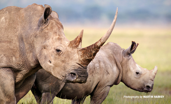 Close-up photo of adult southern white rhino with juvenile white rhino Close-up photo of adult southern white rhino with juvenile white rhino