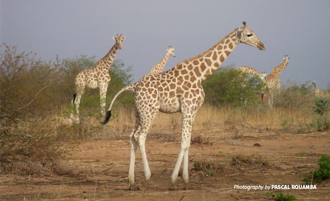 Photo of West African giraffes grazing in savanna landscape in Niger protected area