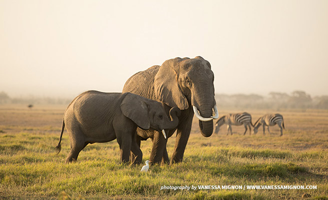 Image of African elephants in Kenya