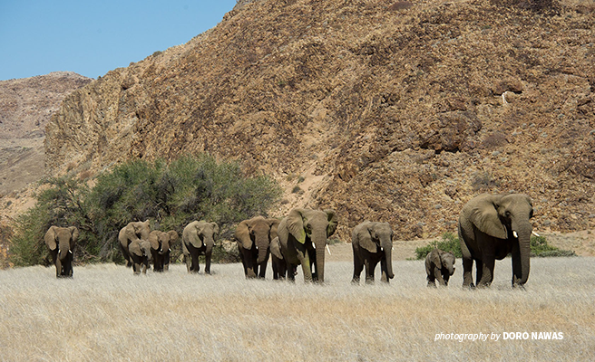 Elephant herd travels through Damaraland Namibia Elephant herd travels through Damaraland Namibia