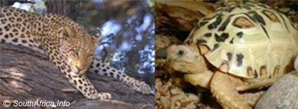 The Leopard Tortoise The Leopard Tortoise