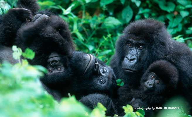 Photo of family of 4 mountain gorillas in Virunga Photo of family of 4 mountain gorillas in Virunga