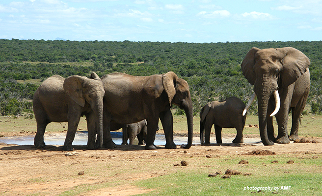 Image of elephant herd on the savanna Image of elephant herd on the savanna