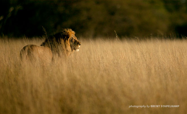 Cecil the lion Cecil the lion