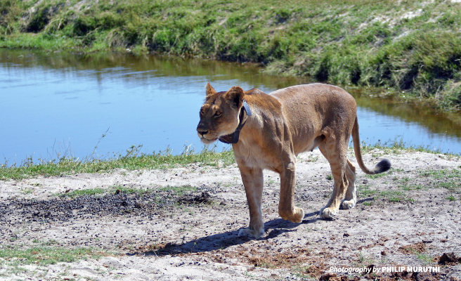 Photo of lioness wearing a radio collar