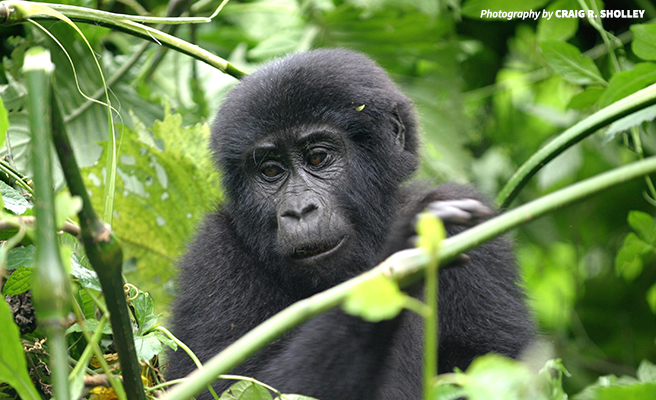 Image of an infant mountain gorilla surrounded by leaves