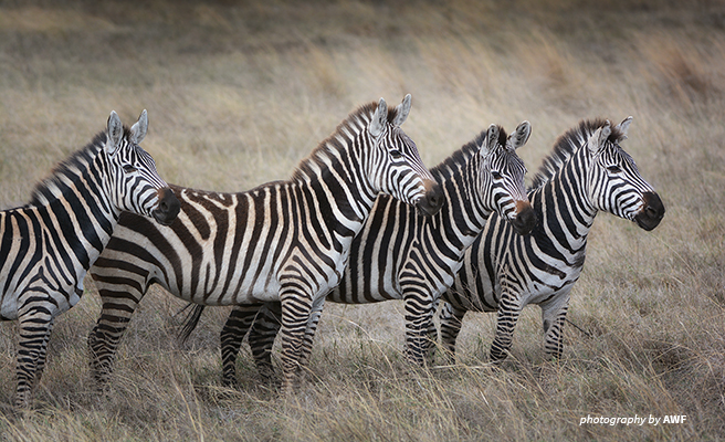 Shop for good to help save zebras and other African wildlife Image of four zebras on a plain