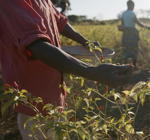Close-up: A farmer harvests chili.