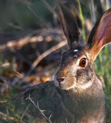 African Hare