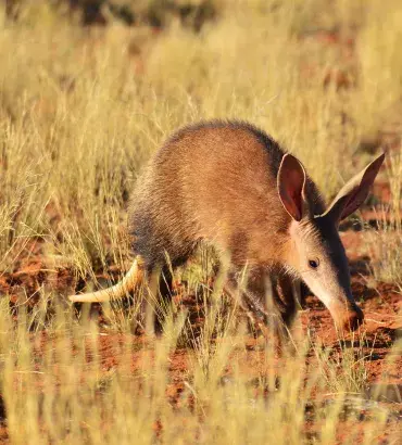 Aardvark