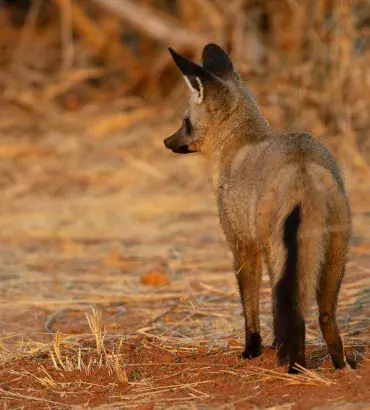 Bat-Eared Fox