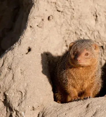 Dwarf Mongoose