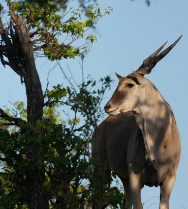 Eland