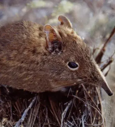 Elephant Shrew