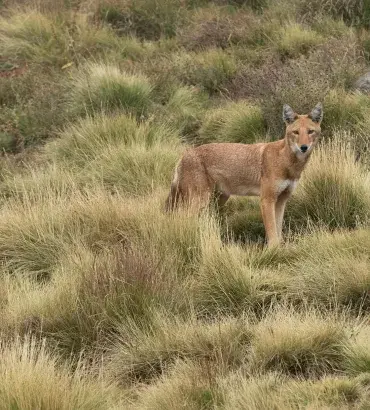 Ethiopian Wolf