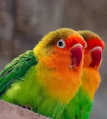 Fischer's lovebird