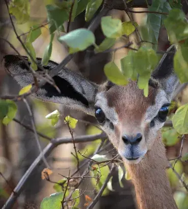 Gerenuk