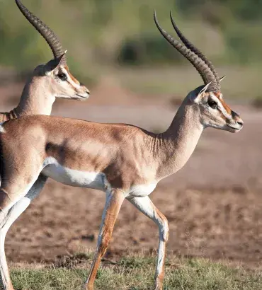 Grant's Gazelle