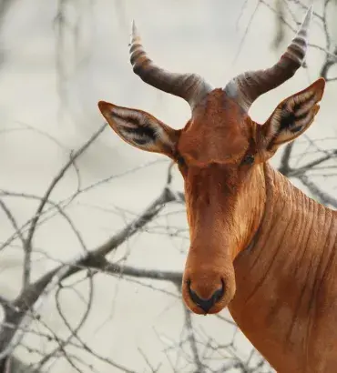 Hartebeest