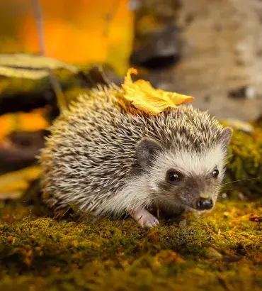 Hedgehog