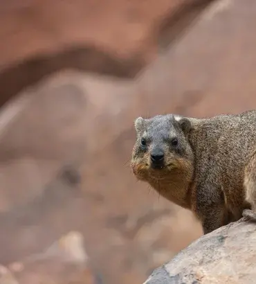 Hyrax