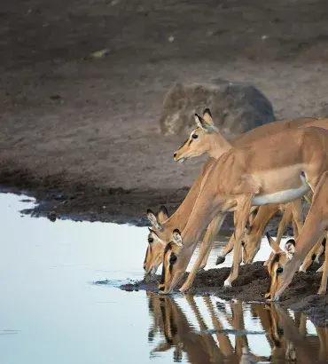 Impala