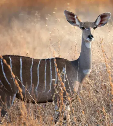 Kudu