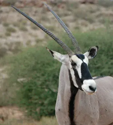 Oryx