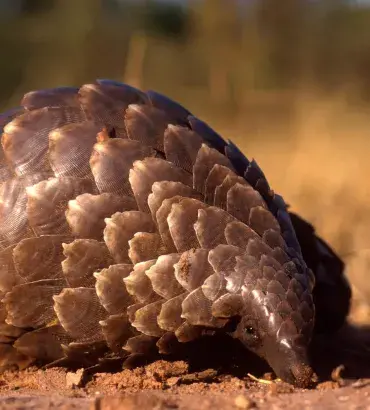 Pangolin