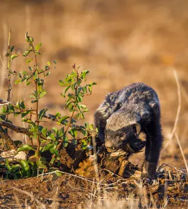 African honey badger.