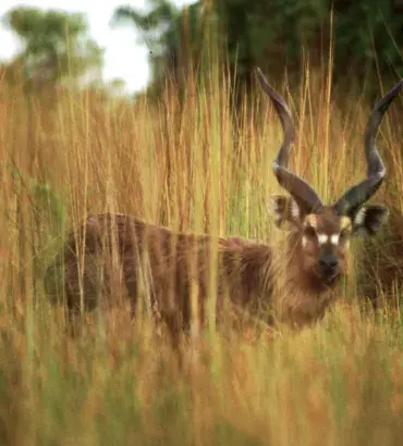 Sitatunga