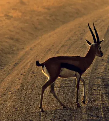 Thomson's Gazelle