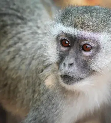 Vervet Monkey