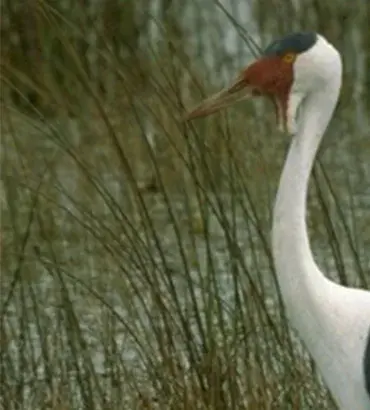 Wattled Crane