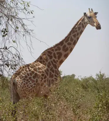 West African Giraffe