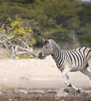 Zebra