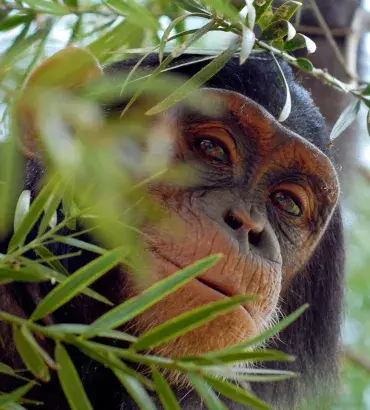 Chimpanzee